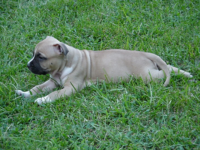 Sindelar's Red Kendla