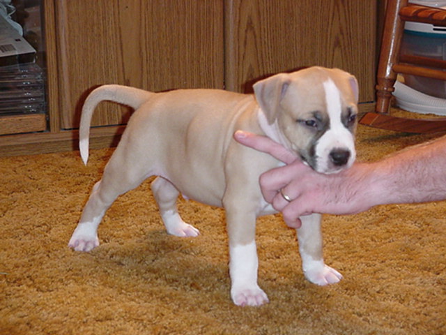 Slash not wanting to hold still... 6 weeks.