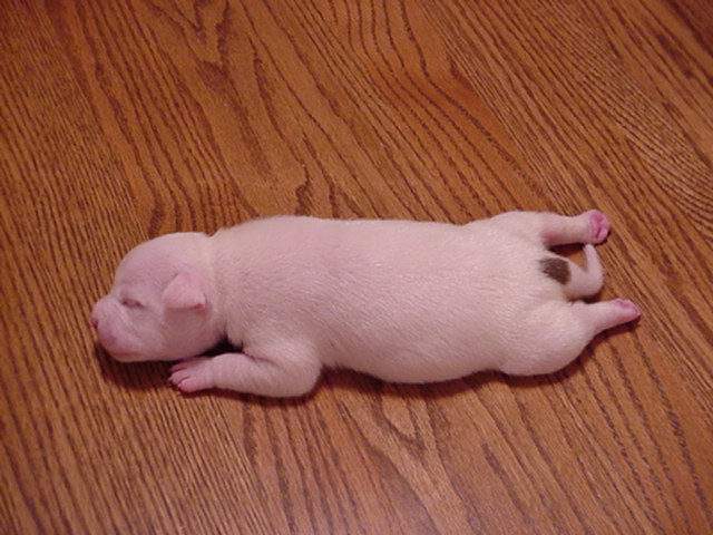 Spot at 8 days.