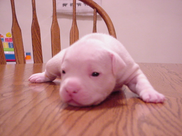 Spot at 16 days.