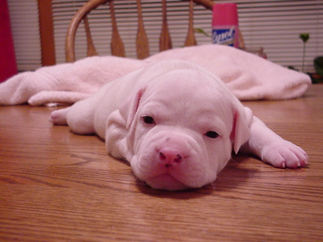 Spot at 22 days.