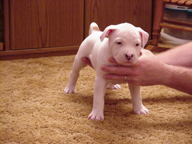 Big Boned, Big Headpiece - GREAT Personality. 6 weeks.