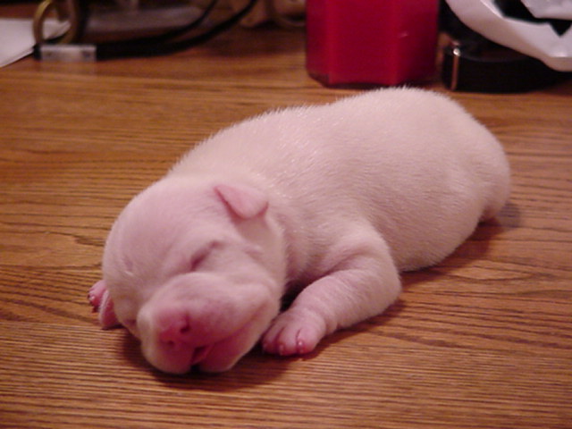 Spot at 8 days.