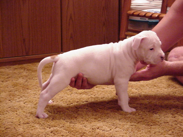 If you like White AmStaffs, Spot is THE Dog for you.&nbsp; He is OUTSTANDING!!