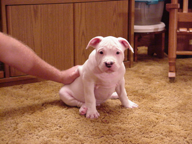 Spot Looking right at ya - 8 weeks.