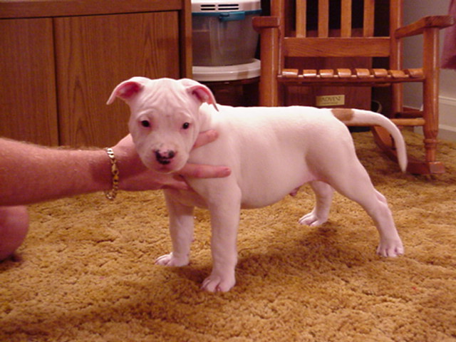 Spot with his Show Side - 8 weeks.