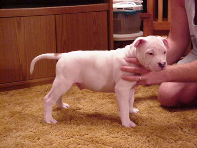 Spot Standing Alert at 8 weeks.