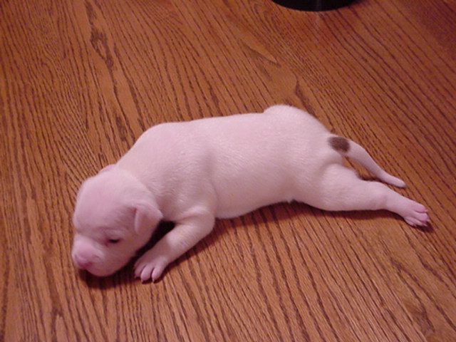 Spot at 16 days.