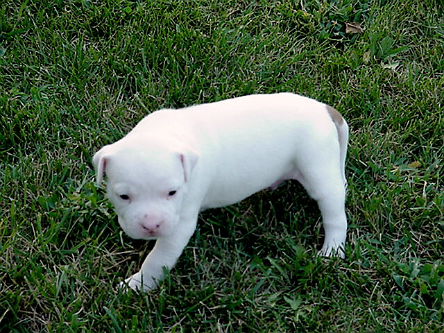 Spot at 22 days.