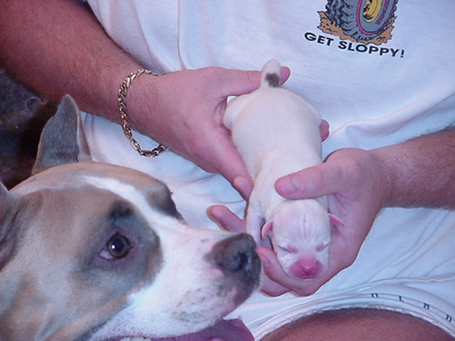 Spot just born.