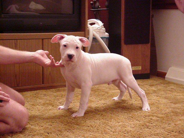 Whitey at 12 weeks.