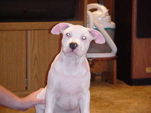 Whitey saying the flash is too bright at 12 weeks.