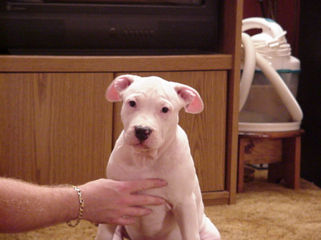 Whitey at 12 weeks.
