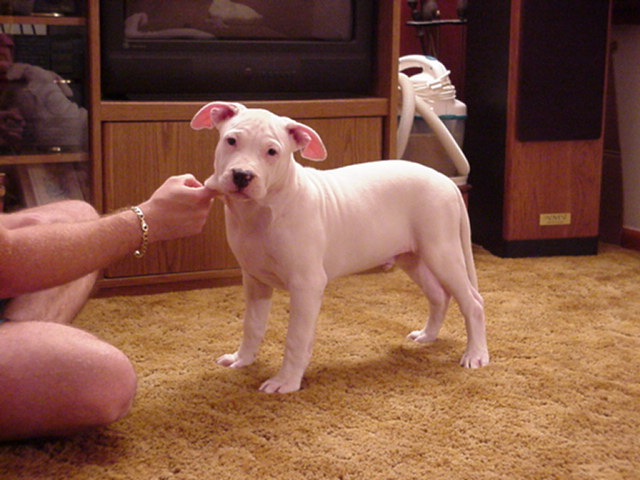 Whitey at 12 weeks.
