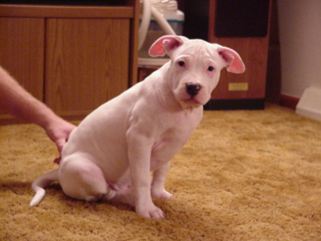 Whitey at 12 weeks.