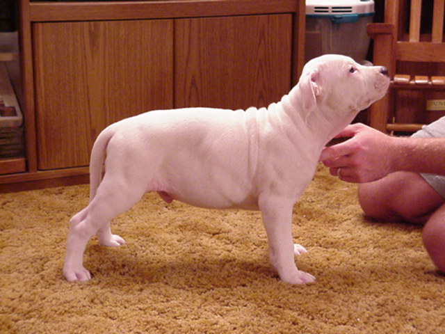 Whitey looking at me wondering why I'm making him stand this way - 8 weeks.