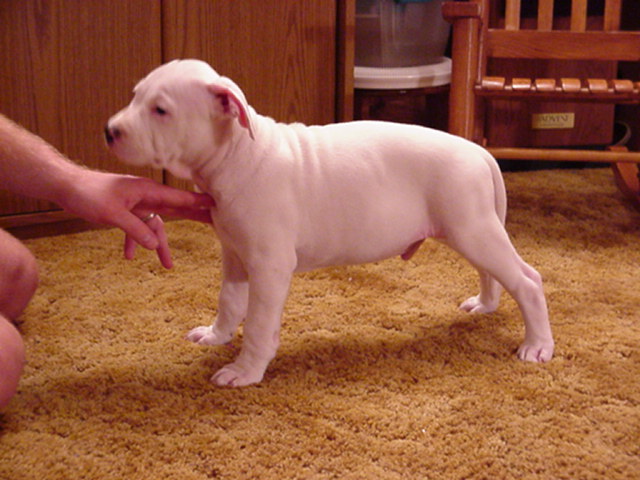Whtiey holding still cuz he has to. 8 weeks.
