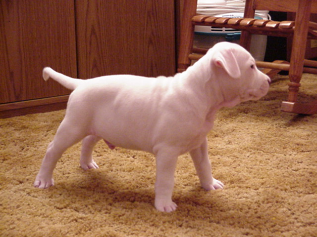 Here's my white dog doing a profile. - 6 weeks.