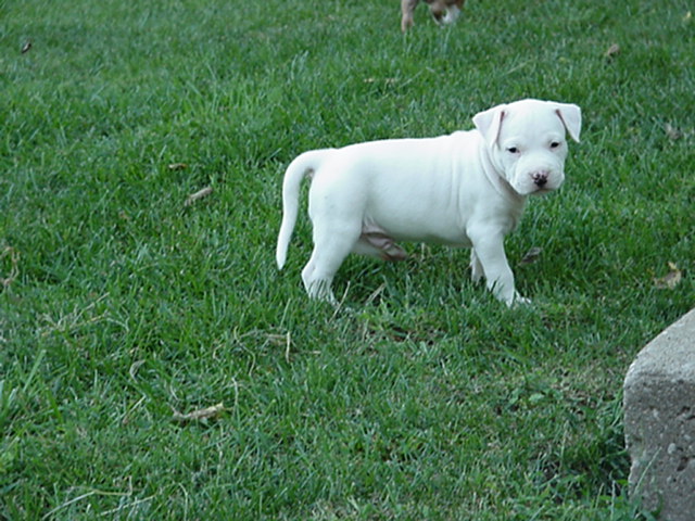Whitey outside at 5 Weeks.