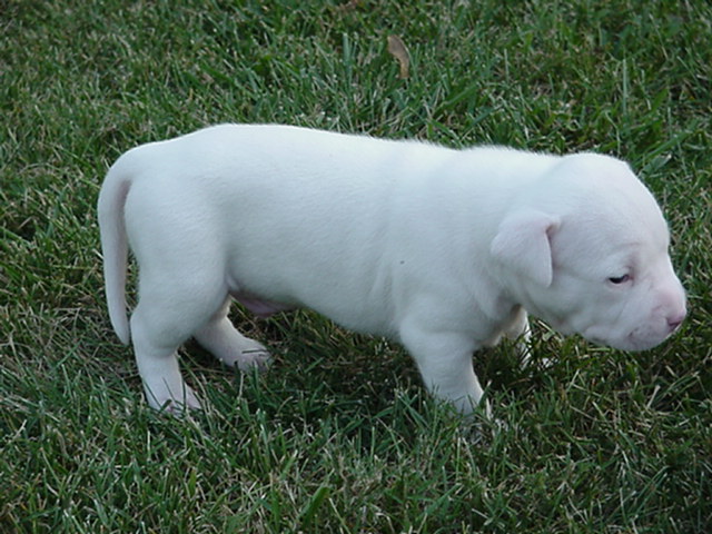 Whitey at 22 days.