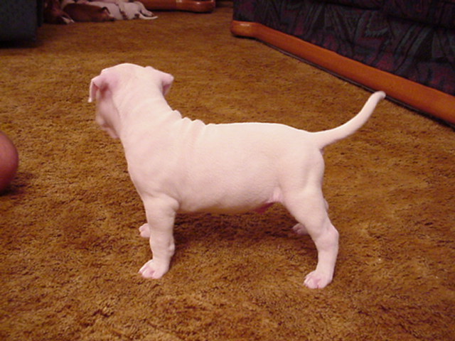 Whitey's back at 5 weeks.