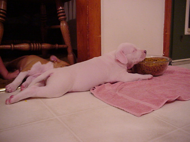 Whitey doing his Fat Elvis impression as he sleeps on his dearest possession. 6 weeks