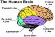 brain.jpg (4007 bytes)