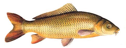 cyprinus_carpio_wild_river.jpg (34927 bytes)