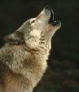 howlingwolf.jpg (1900 bytes)