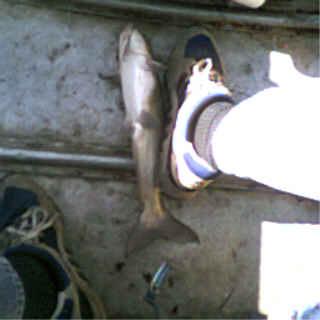 nov29fish.jpg (10009 bytes)