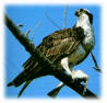 osprey.jpg (3813 bytes)