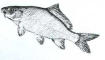 small_carp.jpg (1687 bytes)