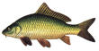 Yaw-sa! Now that's a fish!!!