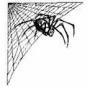 spider.jpg (2181 bytes)
