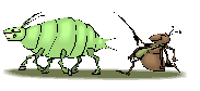 Ant and Aphid