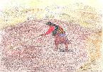 Tibetan Hill Farmer in Coloured Pencil