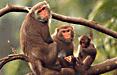 Taiwan Rock Monkey