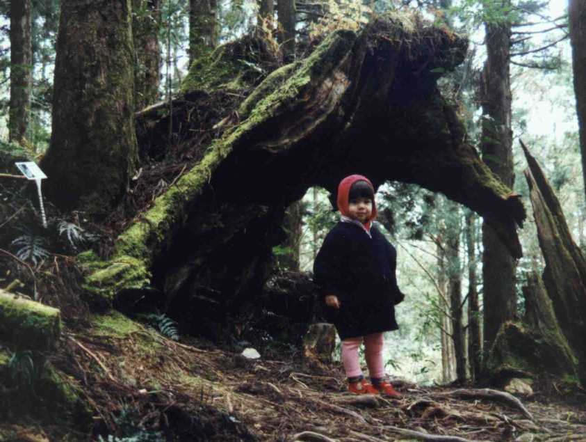 Taipingshan Tree Stump
