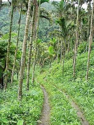 Jeep Path to One of the Waterfalls in Wangyou Valley