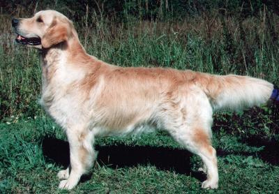 (c) Kennel Garbank