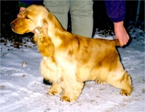 (c) Kennel Northworth