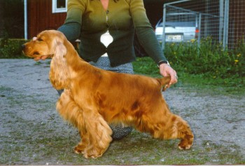 (c) Kennel Northworth