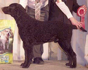 (c) Kennel 