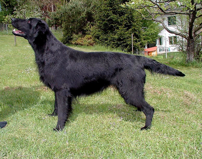 (c) Kennel Plainfire