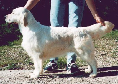 (c) Kennel 