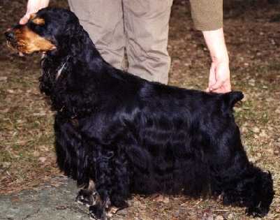 (c) Kennel Northworth