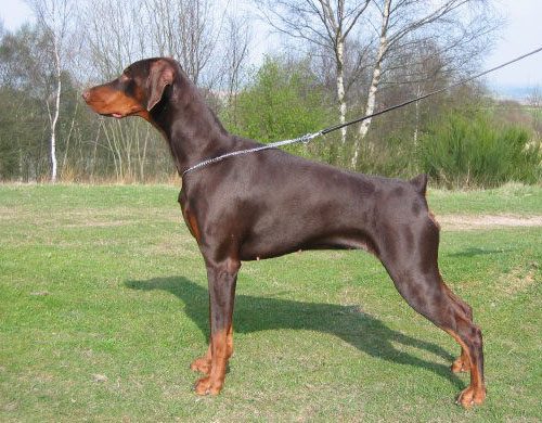 n. Nacho's X-style
Dobermanni