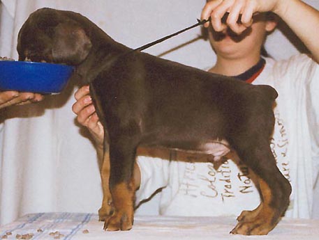 u. Dweia's Belmakor
Dobermanni