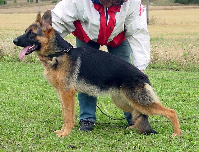 n. Blackjack's Gunglao
Saksanpaimenkoira