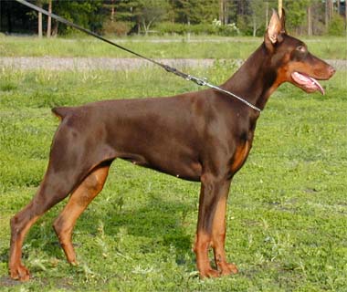 n. D'ber's Dancing Angel
Dobermanni